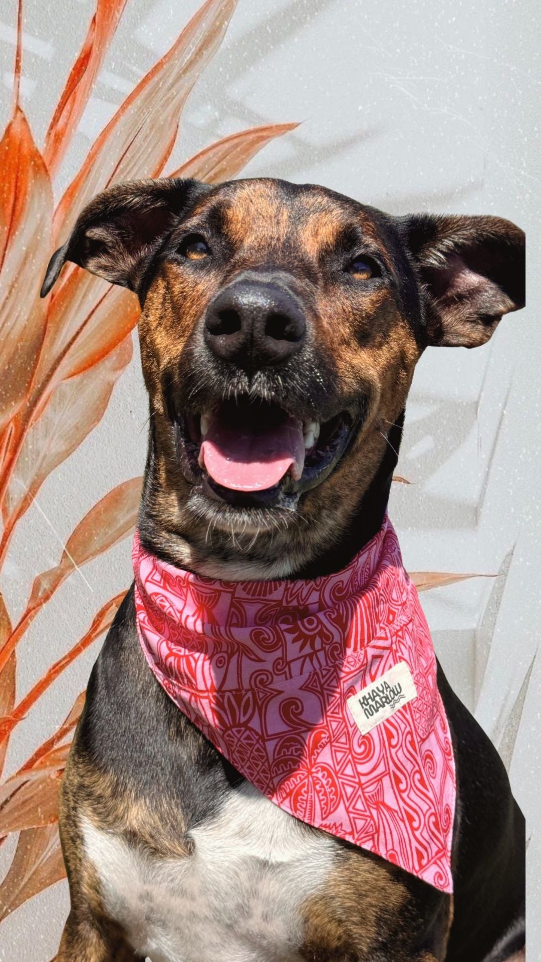 Tommy's Pet bandanas