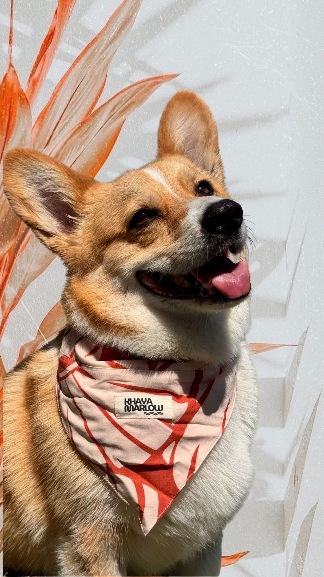 Tommy's Pet bandanas