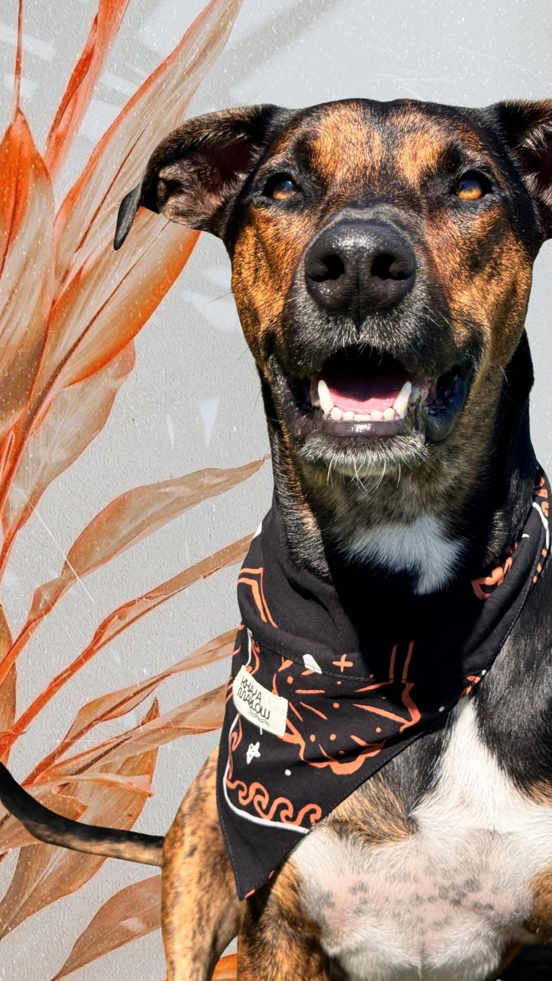 Tommy's Pet bandanas