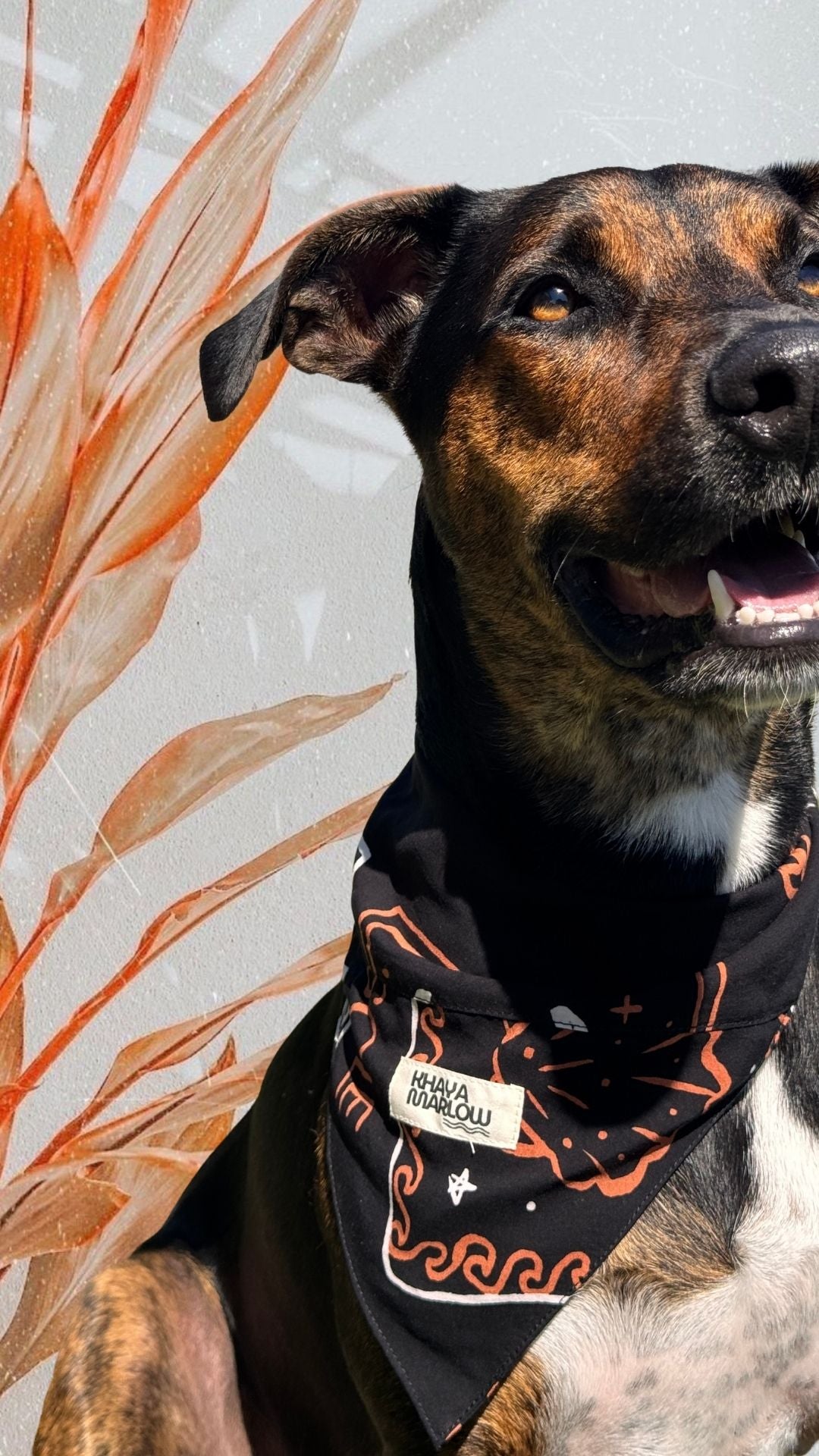 Tommy's Pet bandanas