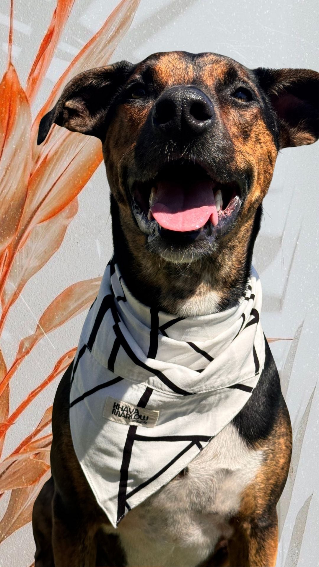 Tommy's Pet bandanas