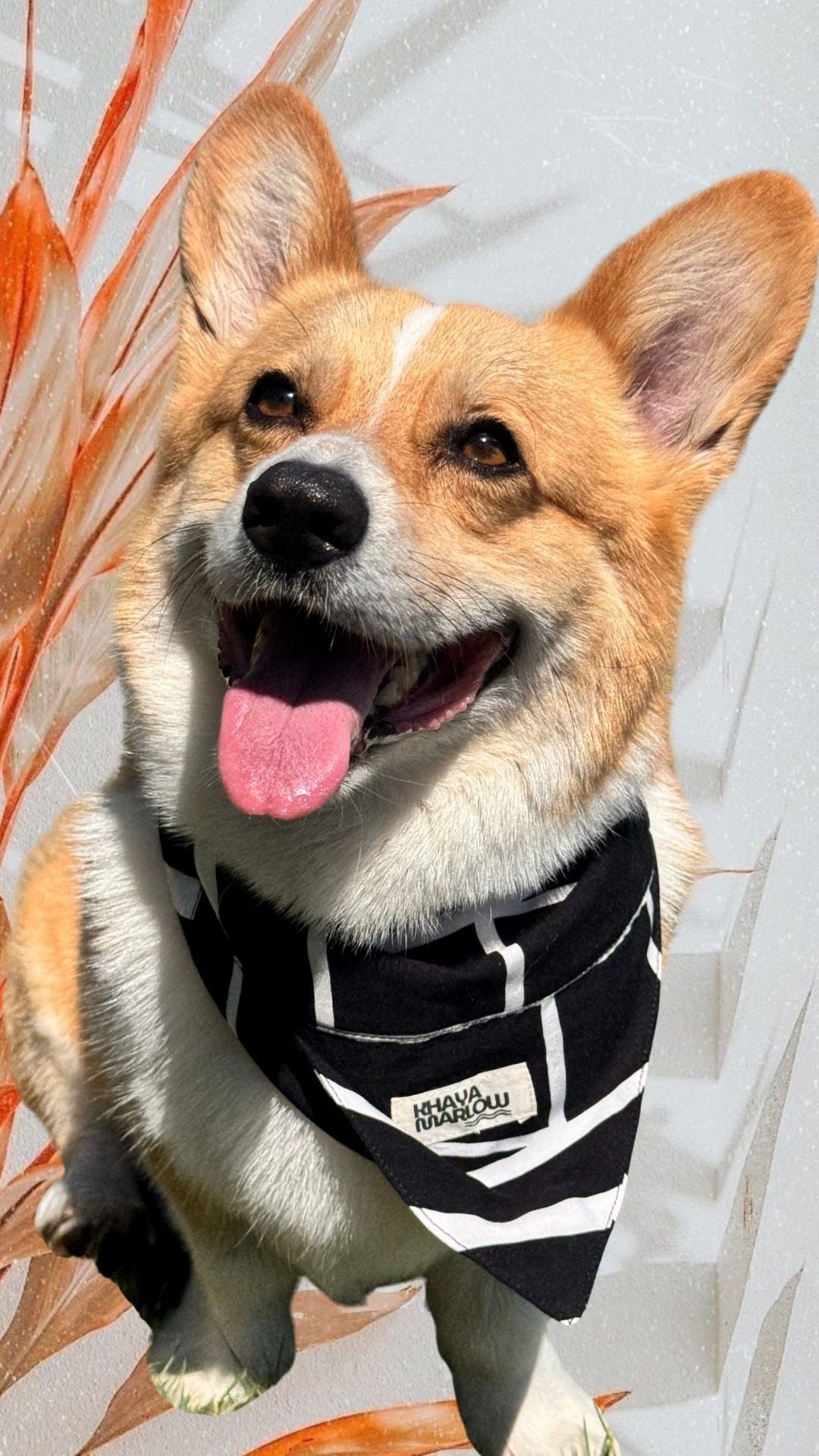 Tommy's Pet bandanas